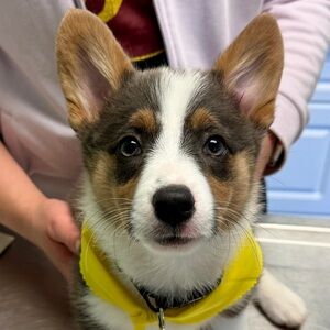 Meet your Posher, Bubba